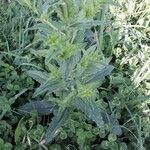 Verbascum blattaria Blad