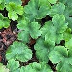 Hepatica acutiloba ᱥᱟᱠᱟᱢ