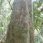 Duboscia macrocarpa Corteza