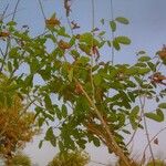 Combretum lecardii Celota