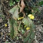 Verbascum blattaria Φύλλο