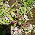 Oxalis barrelieri Flower