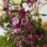 Chamelaucium uncinatum Flor