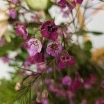 Chamelaucium uncinatum Flower