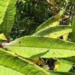 Vernonia noveboracensis 葉