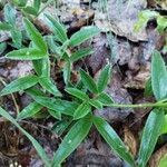 Trifolium alpestre Lapas