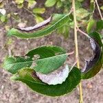 Salix bicolor Hoja