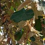 Pterospermum acerifolium Hoja
