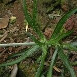 Aloe gautieri