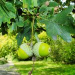 Quercus robur Mbuma