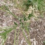 Epilobium lanceolatum Leaf