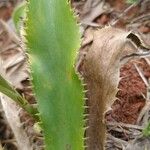 Eryngium elegans Leaf