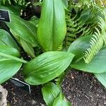 Urceolina amazonica Leaf