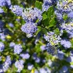 Ceanothus arboreus Cvet