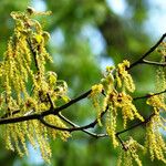 Quercus pubescens Fleur