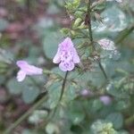 Clinopodium nepetaFlower