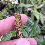 Acaena cylindristachya Voninkazo