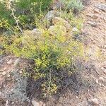 Bupleurum fruticescens 整株植物