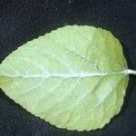 Populus heterophylla Leaf