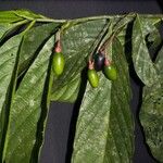 Ocotea atirrensis Otro
