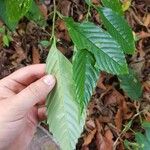 Ticodendron incognitum Hoja