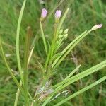 Epilobium parviflorumFlower