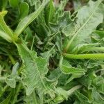 Hieracium berardianum Likasa