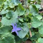 Campanula poscharskyana Fuelha