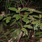 Miconia longicoma Natur