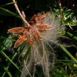 Dryas octopetala Fruit