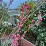 Hesperaloe parviflora 花