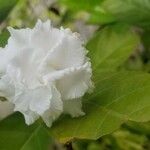 Gardenia jasminoides Blodyn