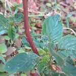 Amaranthus viridis Bark