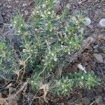 Astragalus armatus Leaf