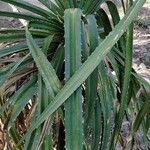 Pandanus urophyllus Leaf