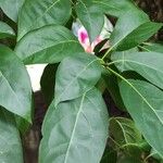 Cordia gerascanthus Blad