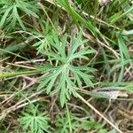 Geranium columbinum Blatt