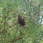 Pinus densiflora Meyve