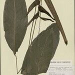 Heliconia lourteigiae Ліст