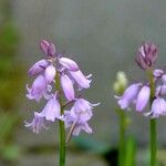 Hyacinthoides hispanica 花