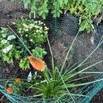 Kniphofia uvariaFlower