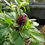 Ocimum americanum Цвят