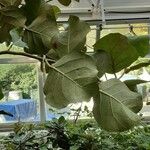 Coccoloba uvifera Yaprak