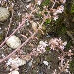 Sedum cepaea Лист