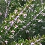 Erica arborea Fleur