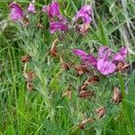 Pedicularis rostratospicata 花