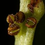 Botrychium simplex Fruit