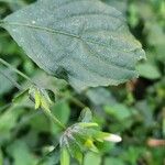 Hypoestes triflora Hoja