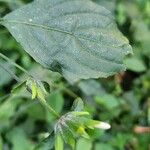 Hypoestes triflora Blatt