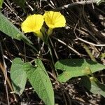 Camonea umbellata Folha